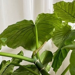 【観葉植物】ウンベラータ（アンティークの鉢付き）　値段交渉可