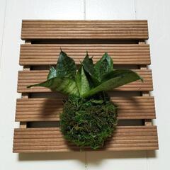 壁掛け苔玉サンスベリア🌿観葉植物