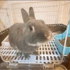 🐰うさぎ！レッドくんです❕