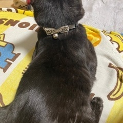 甘え坊のオス猫です😾