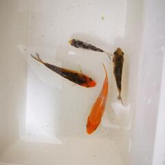 【小さな錦鯉】4匹　約5～8cm　エサ付き　都島区　観賞魚　ペット