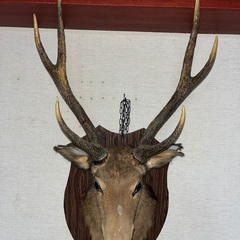 鹿の剥製　壁掛け　ハンティングトロフィー