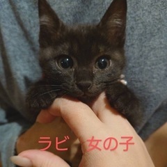 多頭崩壊ゴミ屋敷から救出　仔猫4