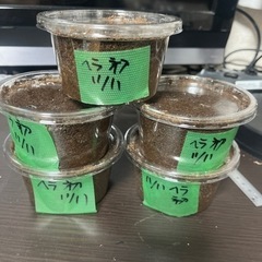 クワガタ幼虫、成虫各種販売