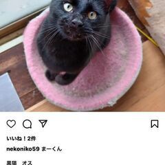 黒子猫　里親さん　決まりました！飼い主さんが交通事故に遭い、緊急...