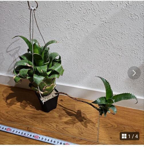 ★★Sale★★HYLAEAICUM MOOREANUM  子株付き