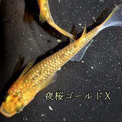 夜桜ゴールドＸ　稚魚１０匹＋α　金　ラメ　ゴールド