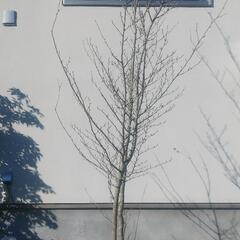 アオハダ　シンボルツリー　植木