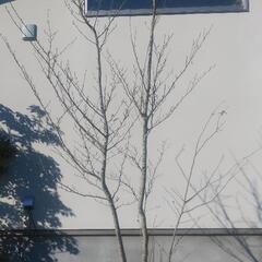 アオハダ　シンボルツリー　植木