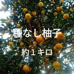 種なし柚子  1キロ