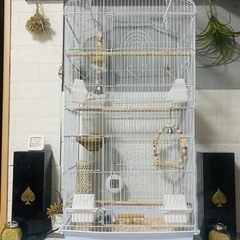 【素敵な里親様が決まりました。】セキセイインコ　3羽　兄妹　ゲー...