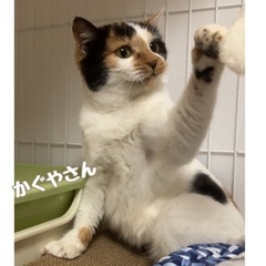 耳があまり立たない三毛猫かぐやさん