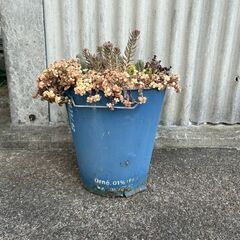 セダムの寄せ植え ブリキ 10号ぐらい