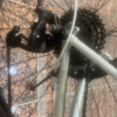 【期間限定価格】GIANT【22ESCAPE R3 MS】2022モデル　クロスバイク