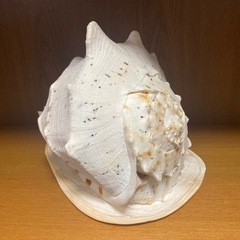 トウカムリの貝殻