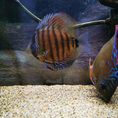 ピオワルスキーロートターキス　クロス