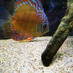 ピオワルスキーロートターキス　クロス