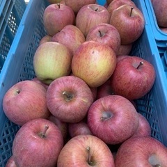 完熟りんご サンふじ🍎 着色不良果 1kg~ 中大玉