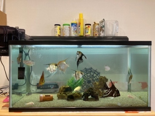 熱帯魚　90センチ水槽一式
