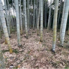 平地の竹林の土地 