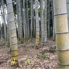 平地の竹林の土地  - 不動産