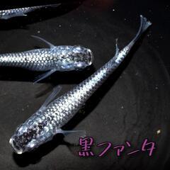 黒ファンタ　稚魚１０匹＋α　フレーミングラメ　