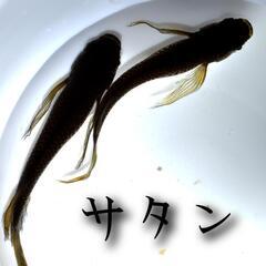 サタン　稚魚１０匹＋α　黒　ブラック　松井　鰭　長