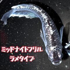 ミッドナイトフリル　稚魚１０匹＋α　ラメ　鰭　光