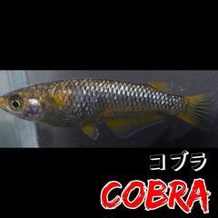 コブラ　稚魚１０匹＋α　フレーミング　ラメ　