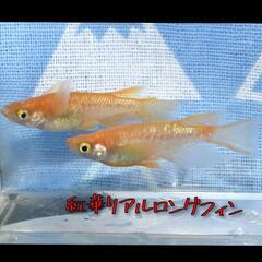 紅華リアルロングフィン　稚魚１０匹＋α　紅　ラメ　