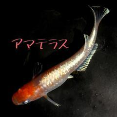 アマテラス　稚魚１０匹＋α　紅白　体外光