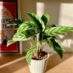 人気の観葉植物カラテア！陶器鉢付き！可愛い！