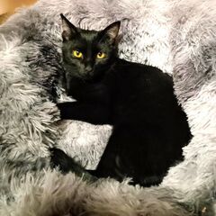 甘えん坊の黒猫タルト♥の画像