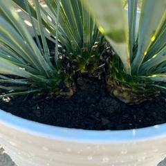 【超レア】ユッカ　ロストラータ　トリプルヘッド🌴【美株】