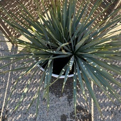 【超レア】ユッカ　ロストラータ　トリプルヘッド🌴【美株】