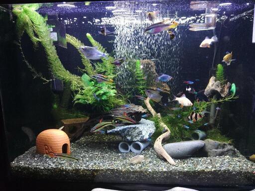 熱帯魚（生体）+水槽+飼育に使用している物品（現在お話中）