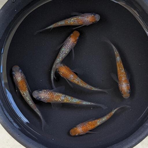 【現物】極上種親クラス！王華（メダカ）♂2♀5　7匹セット　宜野湾市大謝名小学校の門の前です。Googleマップにのってます\n
