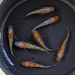 【現物】極上種親クラス！王華（メダカ）♂2♀5　7匹セット　宜野湾市大謝名小学校の門の前です。Googleマップにのってます👍

