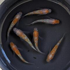 【現物】極上種親クラス！王華（メダカ）♂2♀5　7匹セット　宜野湾市大謝名小学校の門の前です。Googleマップにのってます👍
