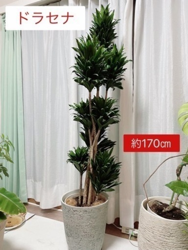 値下げ可能です！ドナセラ　観葉植物　鉢付き