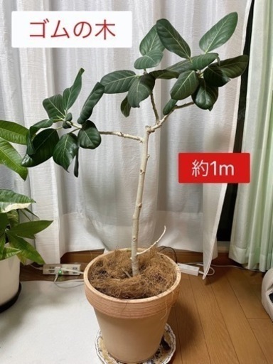値下げ可能です！ゴムの木　観葉植物　鉢付き