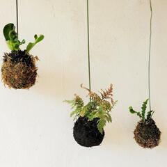 【💖Thankyou💖】ワイヤー吊り玉　３セット🌿観葉植物