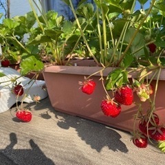 🍓いちごの苗　🌱1苗100円