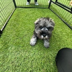 【飼い主様決まりました】Mシュナウザーの男の子⭐️