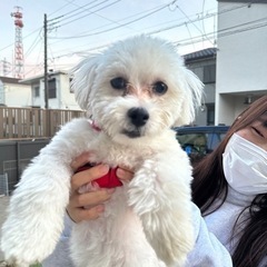 【飼い主様決まりました】ポメ×マルチーズのまるくん🐣