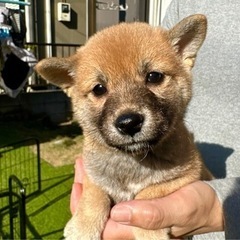 【飼い主様決まりました】豆柴の女の子🐕