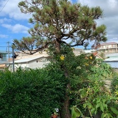 お値下げしました。値段交渉可能　　黒松　庭木-エアウィーヴ  ピロー  S-LINE