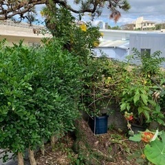 お値下げしました。値段交渉可能　　黒松　庭木