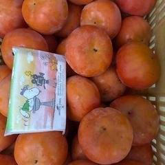 かつらぎ町の富有柿✴︎100個2000円✴︎不揃いです！