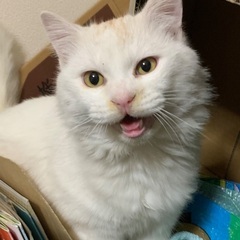 クリーム色っぽい白猫(頭部に薄い茶色入り)
